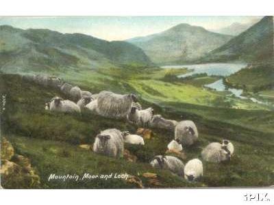 Highland Sheep 1