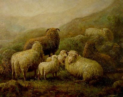 Highland Sheep 3 Ewes 1 Ram 2 Lambs