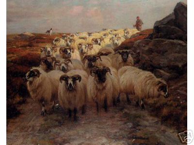 Highland Sheep Going Home