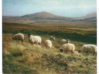 Highland Sheep Grazing