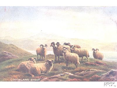 Highland Sheep in High Meadow