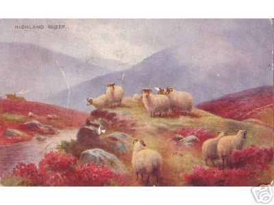 Highland Sheep in Scotland