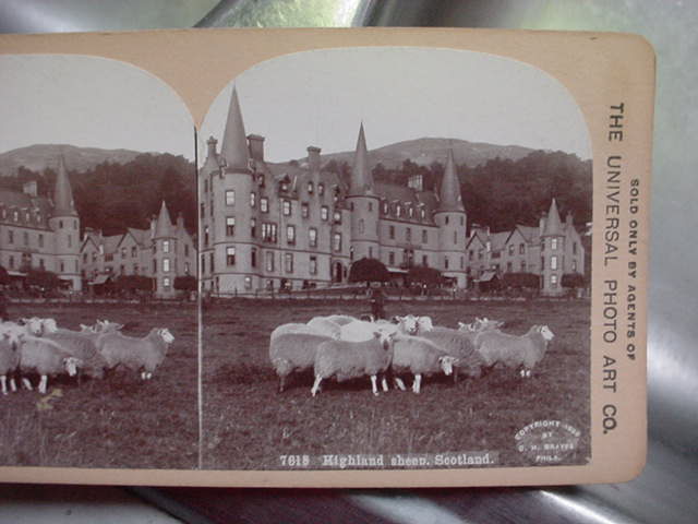 Highland Sheep in Scotland1