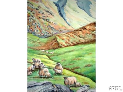 Highland Sheep in Spring