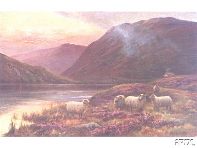 Highland Sheep in the High Lands