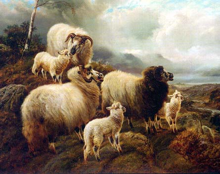 Highland Sheep on Alert
