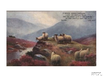 Highland Sheep on Heather