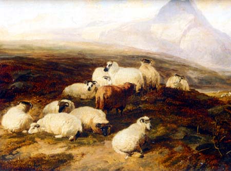 Highland Sheep on the Fells
