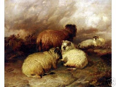 Highland Sheep on the Moor
