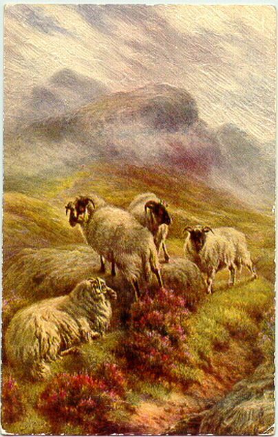Highland Sheep on the Moor B