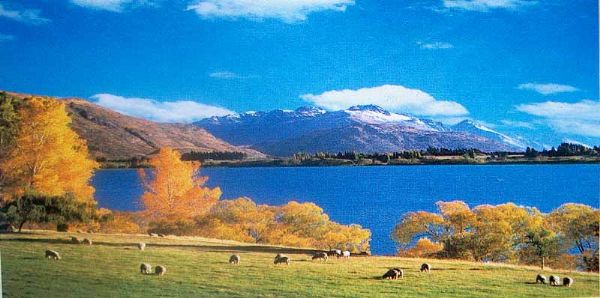 Highland Sheep Pastoral