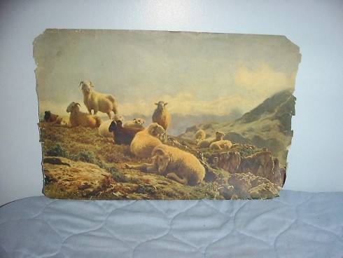 Highland Sheep Print 99 Years Old