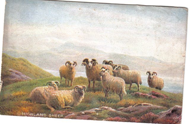 Highland Sheep Postcard December