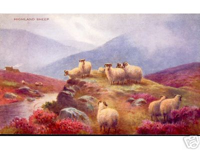 Hignland Sheep Card