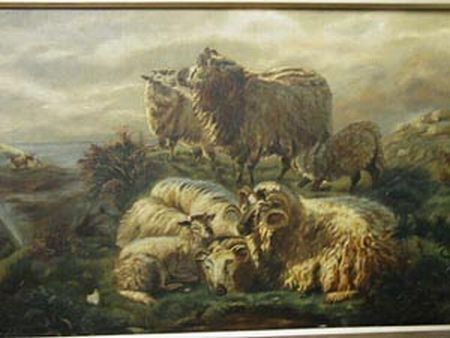 Hiland Sheep