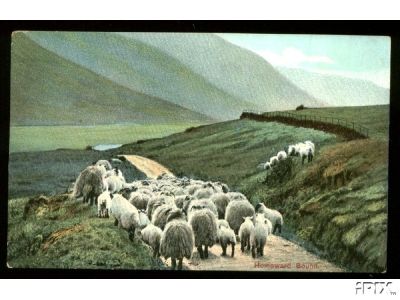 Homeward Bound Sheep