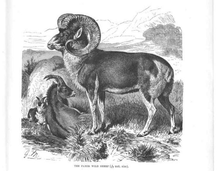 Horned Mountain Sheep