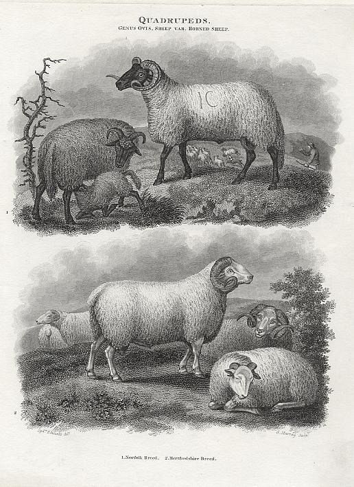 Horned Sheep