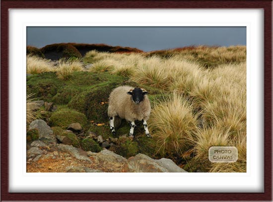 Horned Sheep in Derbyshire