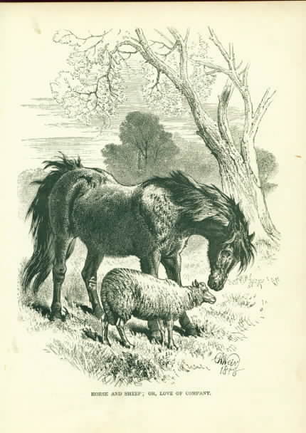 Horse and Sheep Companions