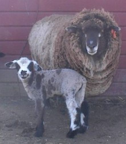 Hug Ewe and Her Lamb