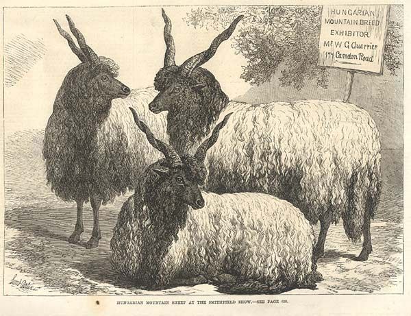 Hungarian Mountain Sheep