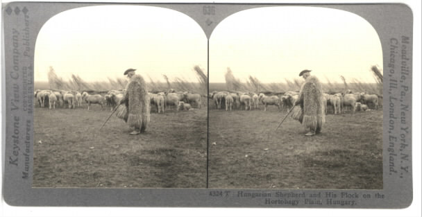 Hungarian Shepherd with His Sheep