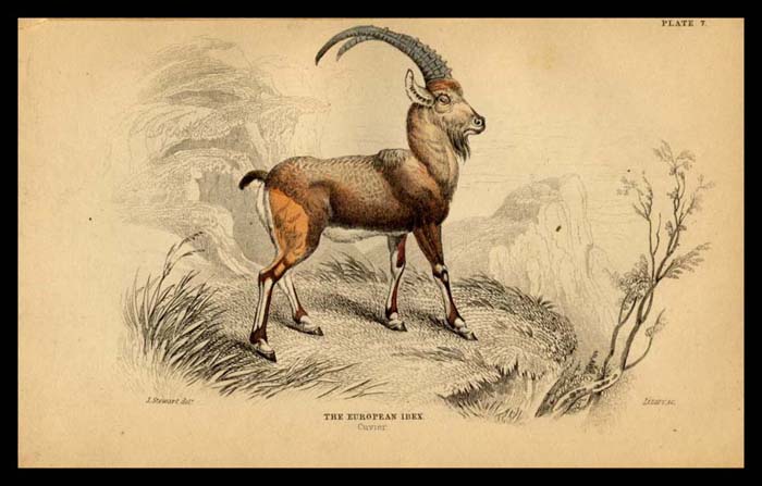 Ibex Ram