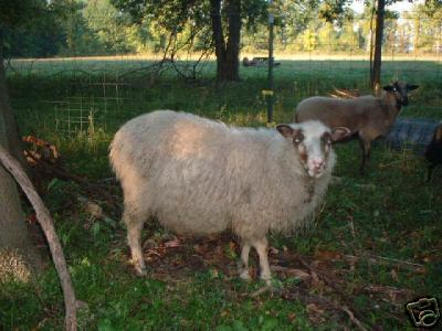 Icelandic Ewe Posy