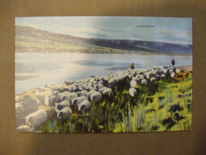Icelandic Sheep 1939