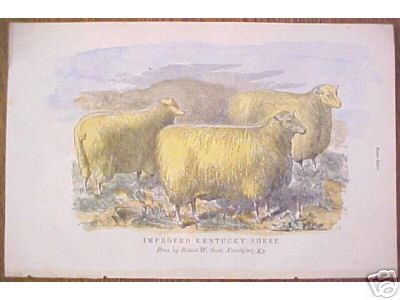 Improved Kentucky Sheep