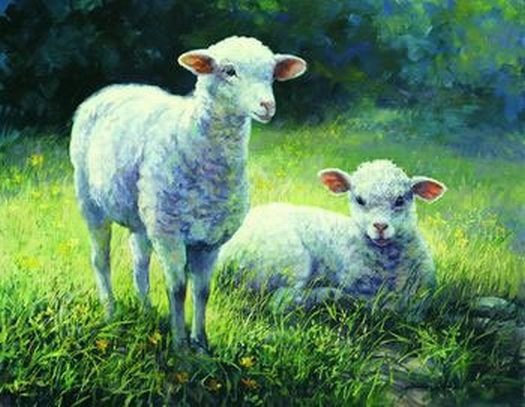 Innocence Poster Laurie Hein Sheep