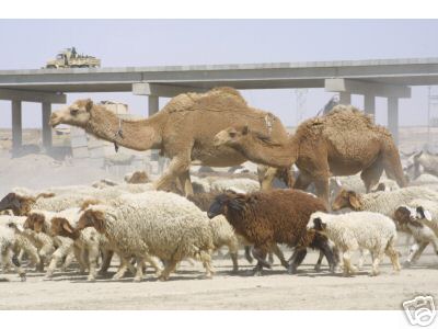 Iran War Sheep and Camels