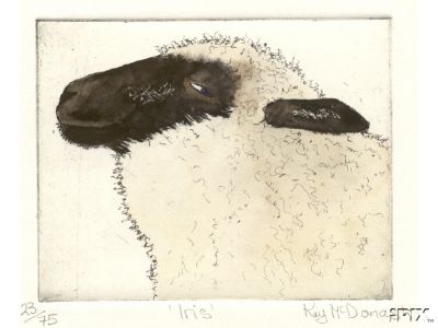 Iris Sheep