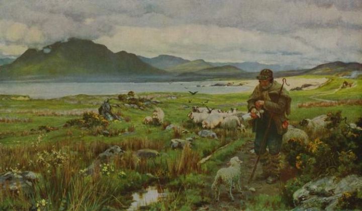 Irish Highland Shepherd and Sheep