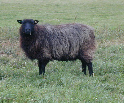 Iset Ws Shetland Ewe