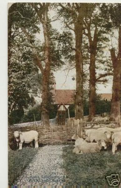 Isle of Wight Postcard Yaverland Church with Sheep