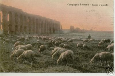 Italy Campagna Romana Percore Al Pascolo Sheep