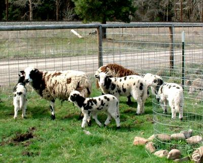 Jacob Ewes and Lambs