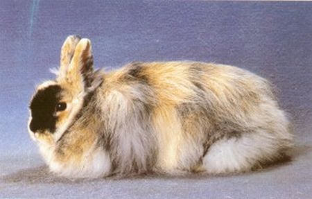 Jamora Harlekinfarbig Rabbit
