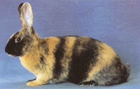Japaner Japanerclub Rabbit