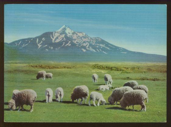 Japanese Sheep in Spring