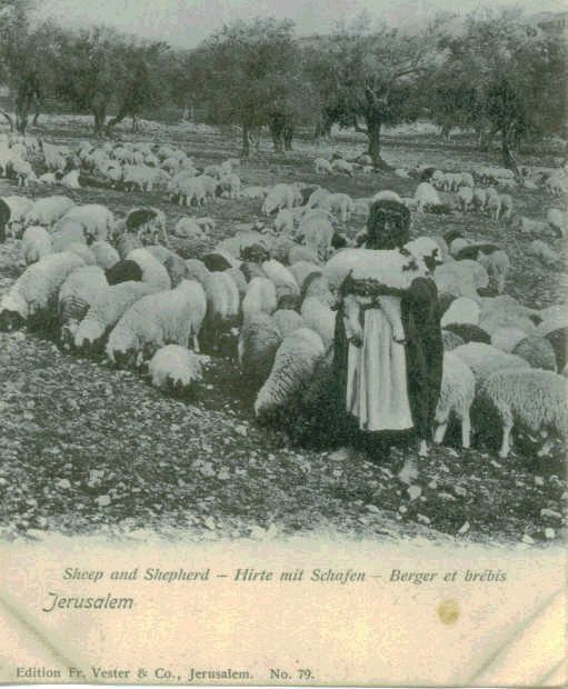 Jerusalem Sheep Andshepherd