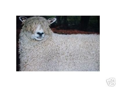 Jodi Cotswold Sheep
