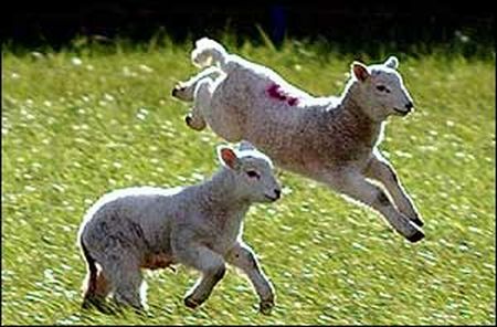Joyful Lambs