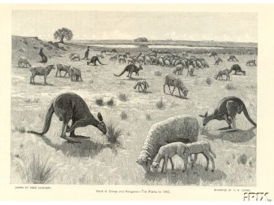 Kangaroo and Sheep