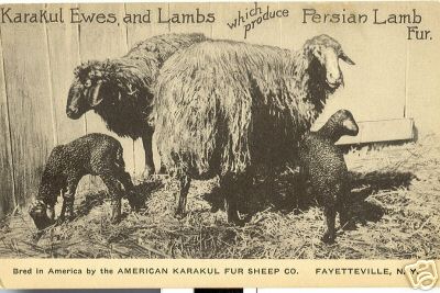 Karakul Ewes and Lambs Sheep