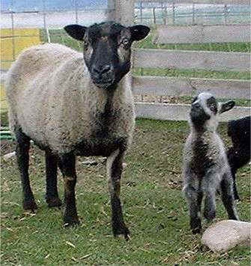 Katmoget Shetland Ewe with Lamb