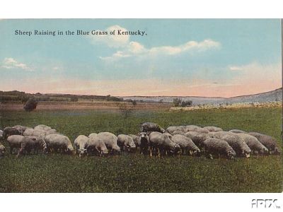 Kentucky Sheep