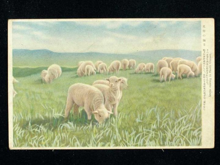 Korea Old Postcard Chosen Sheep